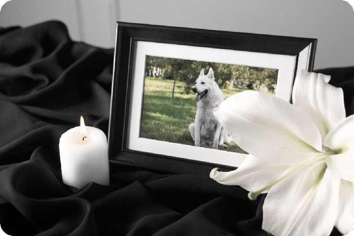 Крематорий для животных (собак, кошек, кроликов, птиц) в г. Воскресенск Московской области