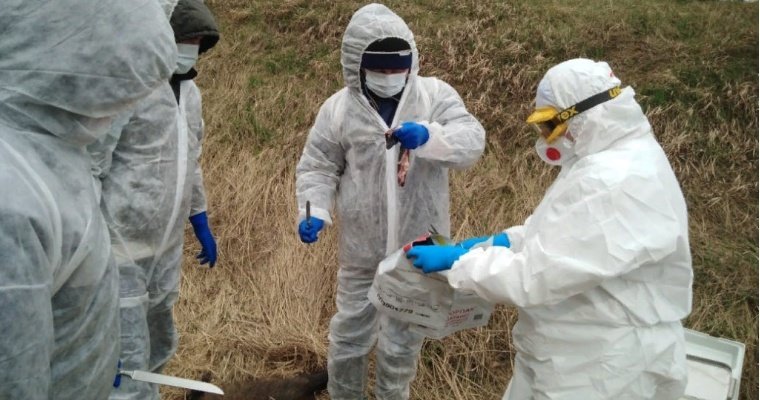 Утилизация биологических отходов животных (трупы собак, кошек) в г. Воскресенск Московской области