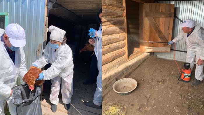 Вывести труп собаки, кошки в г. Воскресенск Московской области