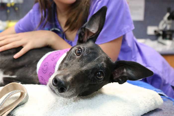 Усыпить животное на дому (собаки, кошки) в г. Воскресенск Московской области