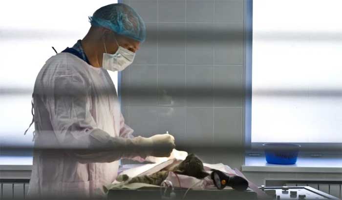 Умерло животное установить причину (собаки, кошки, крысы, кролика) смерти г. Воскресенск Московской области